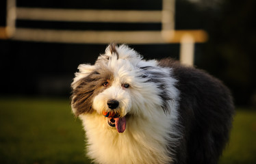 Old English Sheepdog outdoor portrait