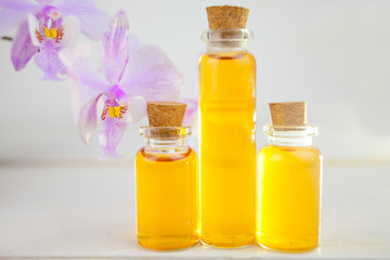 Beautiful rare orchid in pot on white background