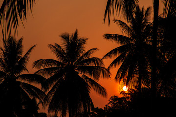 Obraz premium Sun Setting between coconut tree shadow, Silhouette shot