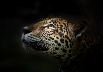 Jaguar face. - obrazy, fototapety, plakaty