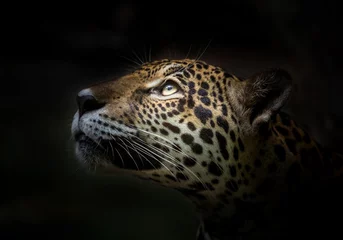 Fotobehang Luipaard Jaguar-gezicht.