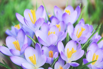 Frühling - lila Krokusse - Blumenwiese