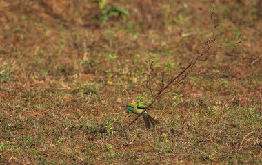 Green Bee-eater (Merops orientalis)