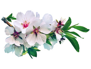 A branch of gentle white almond flowers. Spring flowering trees. Isolate on white background.
