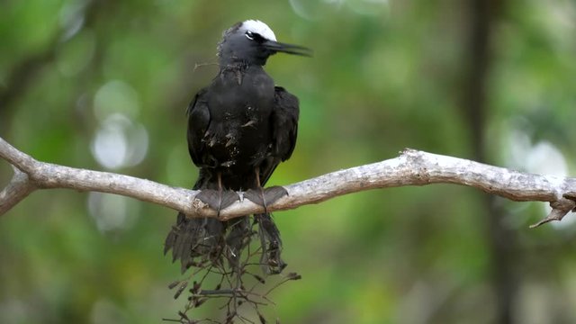a white-capped noddy sits on branch tangled with pisonia burrs on heron island, australia