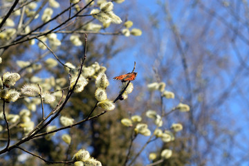 butterfly in spring