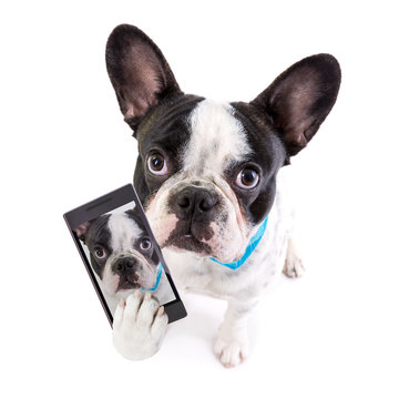French bulldog taking a selfie with cell phone camera