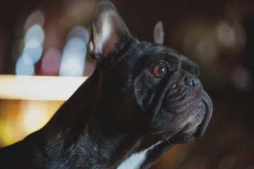 French Bulldog portrait 