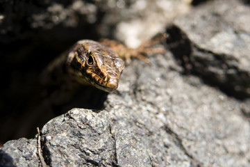 Eidechse in braun auf grauen Felsen 3