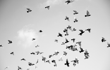 Follow the Leader