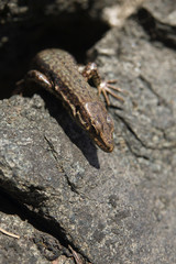 Eidechse in braun auf grauen Felsen 3