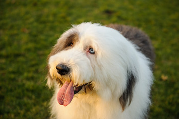 Old English Sheepdog outdoor portrait in green grass