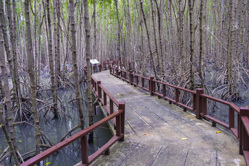 A walkway to see the mangrove trees are made of cement, with a red wooden rail.