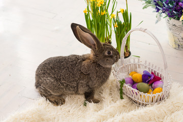 Easter rabbit in flowers