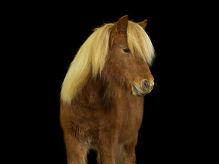 Shetland Pony