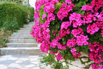 Bougainvillea flowers in Ano Syros town, Syros island, Greece