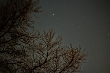 Trees Under Starry Sky