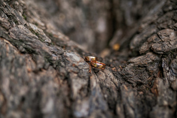 Golden Wedding Rings Outdoors on the Tree Background