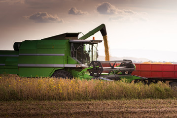 Pouring soy bean into tractor trailer after harvest