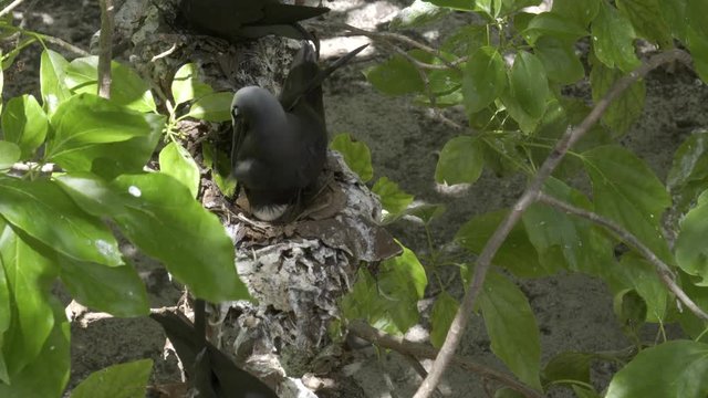 high view of a white capped noddy tern incubating an egg on a nest at heron island, australia