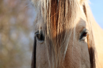 Pferd Mähne und Augen