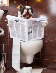 French bulldog sitting on toilet and reading newspaper