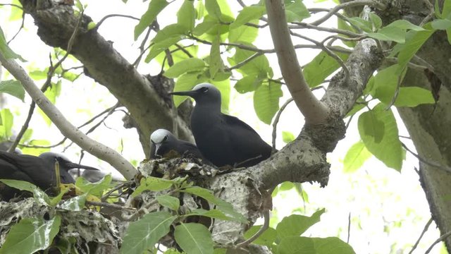 low angle shot of a noddy tern and nesting mate on heron island on the great barrier reef of queensland, australia