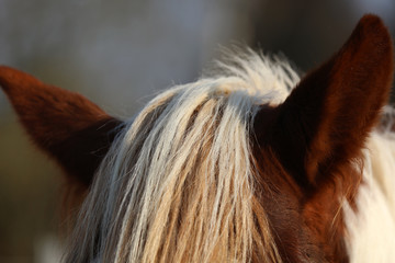 Pferd Mähne und Augen