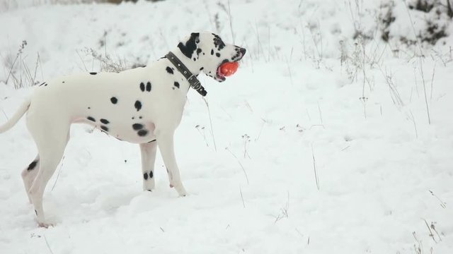 playful dalmatian and ball in winter