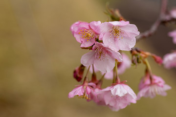 サクラ咲く春7