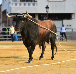 bull in spain