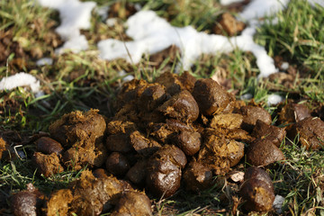 Pferdeäppel Pferdeäpfel © Andrea Geiss