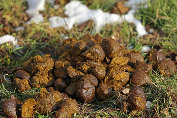 Pferdeäppel Pferdeäpfel © Andrea Geiss