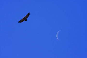 lunar vulture