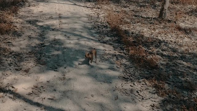 Aerial drone view of flying dancing leaves and mini pin dog on the pathway in the rubber forest  - video in slow motion