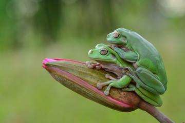 Couple Dumpy Frog On Lotus Flower
