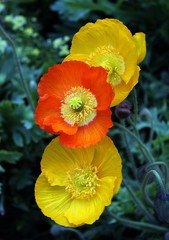Fototapeta premium YELLOW ANEMONE FLOWERS