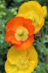Fototapeta premium YELLOW ANEMONE FLOWERS