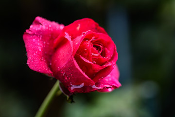 雨に濡れた赤いバラの花