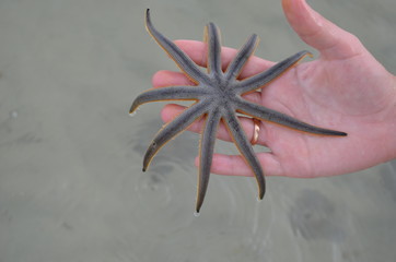 Starfish
