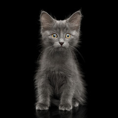 Naklejka na ściany i meble Gray Kitten, Sitting and Looking Amazement in Camera, on Isolated Black Background, front view