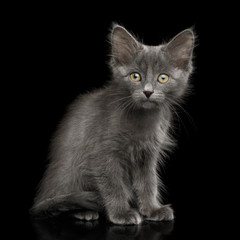 Fototapeta na wymiar Gray Kitten, Sitting and Looking in Camera, on Isolated Black Background, side view