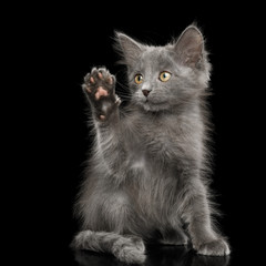 Fototapeta na wymiar Gray Kitten, Sitting and Looking up, raising paw, on Isolated Black Background