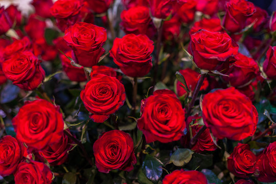 Buds of beautiful red roses.