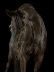 Fototapeta premium Rappe