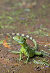 Green basilisks lizard taken in Costa Rica jungle