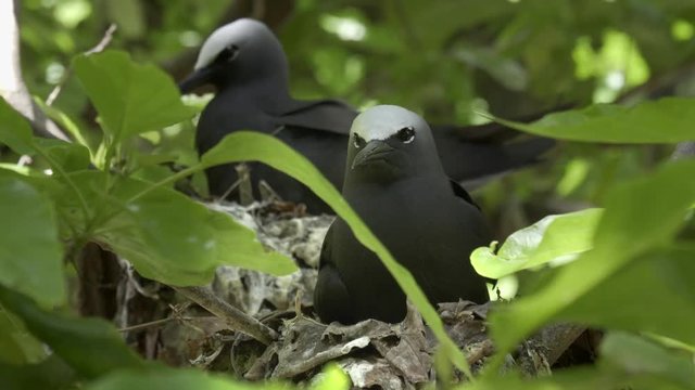 close up of a white capped noddy on a nest at heron island on the great barrier reef of queensland, australia