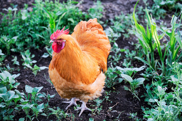 Meat-egg breed of chickens. Orpington. A large bird with outstanding performance for private farms. White, black, red, fawn, craggy color. Chicken grazing outdoors in a green farm field. Organic food