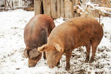 Big producer of red wild boar. Meat breed of pigs Duroc. Pigs grazing outdoors in a dirty farm field. Name in Latin: Sus scrofa domesticus. Red Hogging pigs. Red boar. Concept growing organic food.