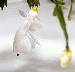 White flower of decembrist
